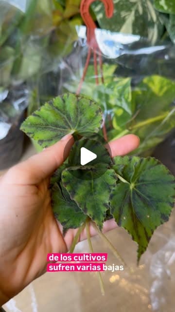 Reel de Muru: propagación de begonia Cleopatra por hoja