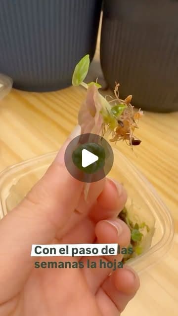 Reel de Muru: propagación de peperomia por hoja