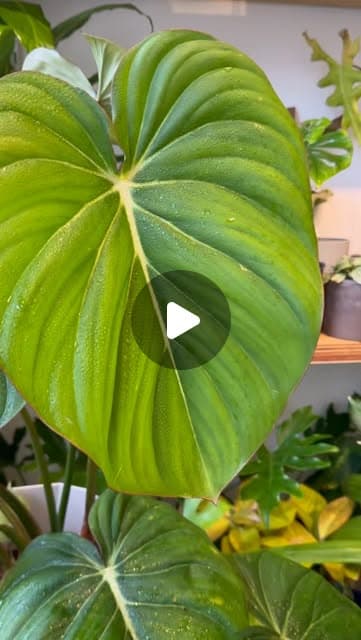 Reel de Muru: cómo mantener las plantas de interior bien verdes