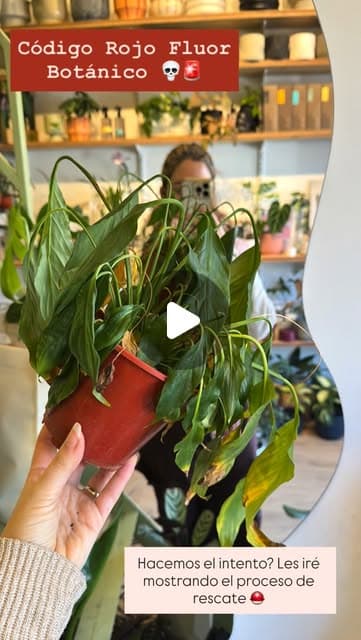 Reel de Muru: rescate de un Spathiphyllum que llegó en mal estado