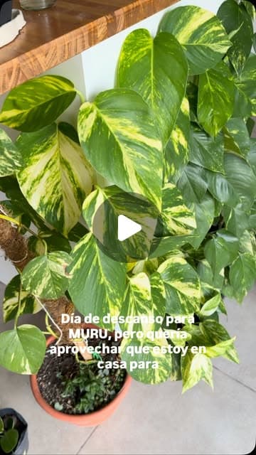 Reel de Muru: por qué el pothus da hojas más grandes con un tutor