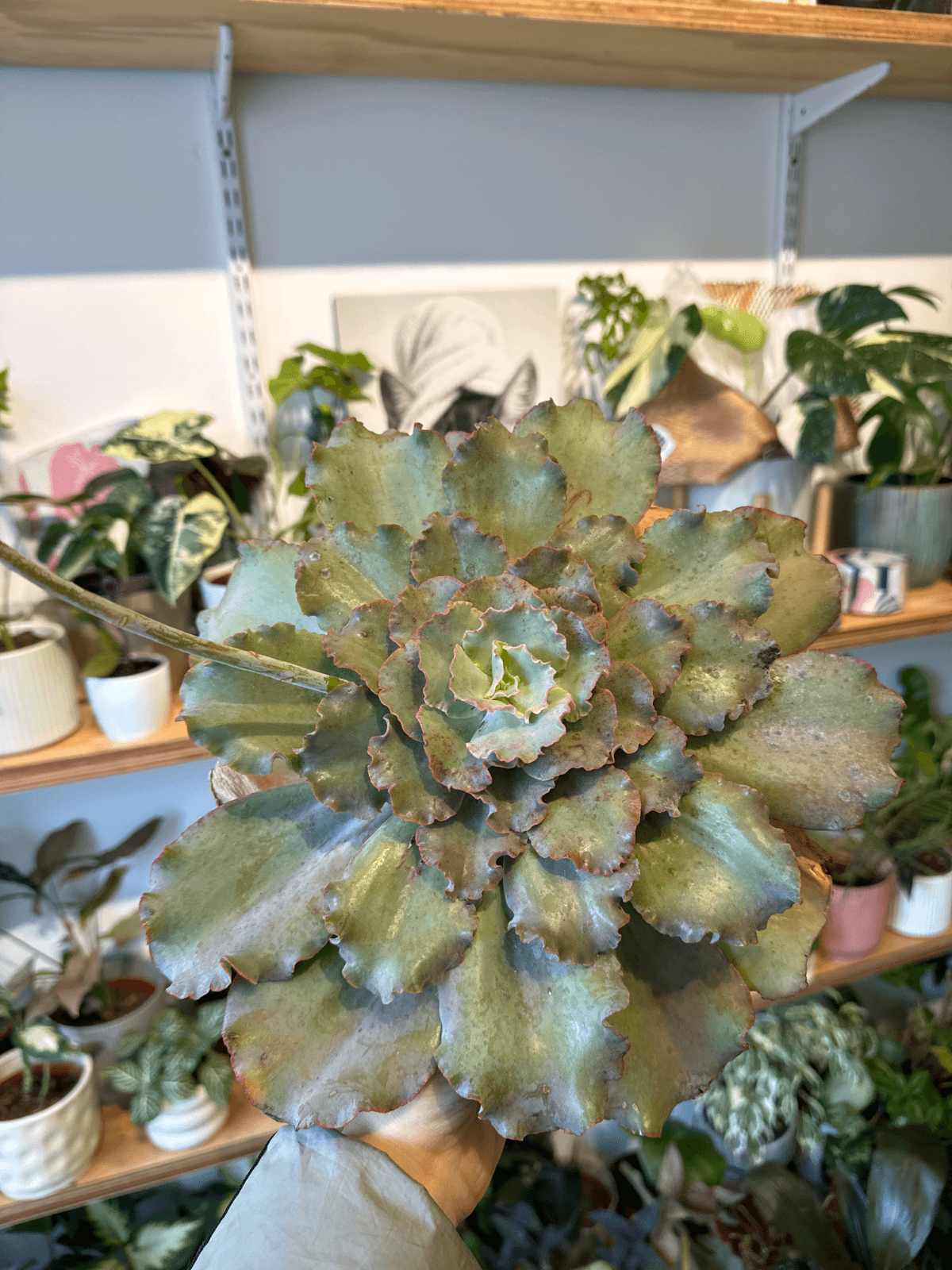 Suculentas XL
