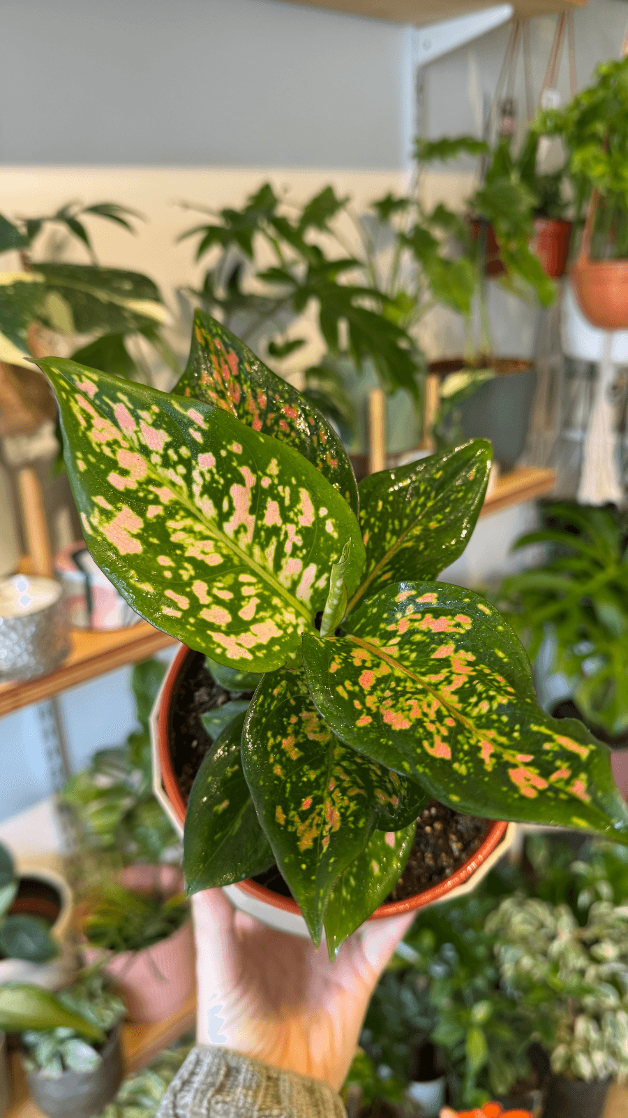 Aglaonema Pink Dalmatian M12