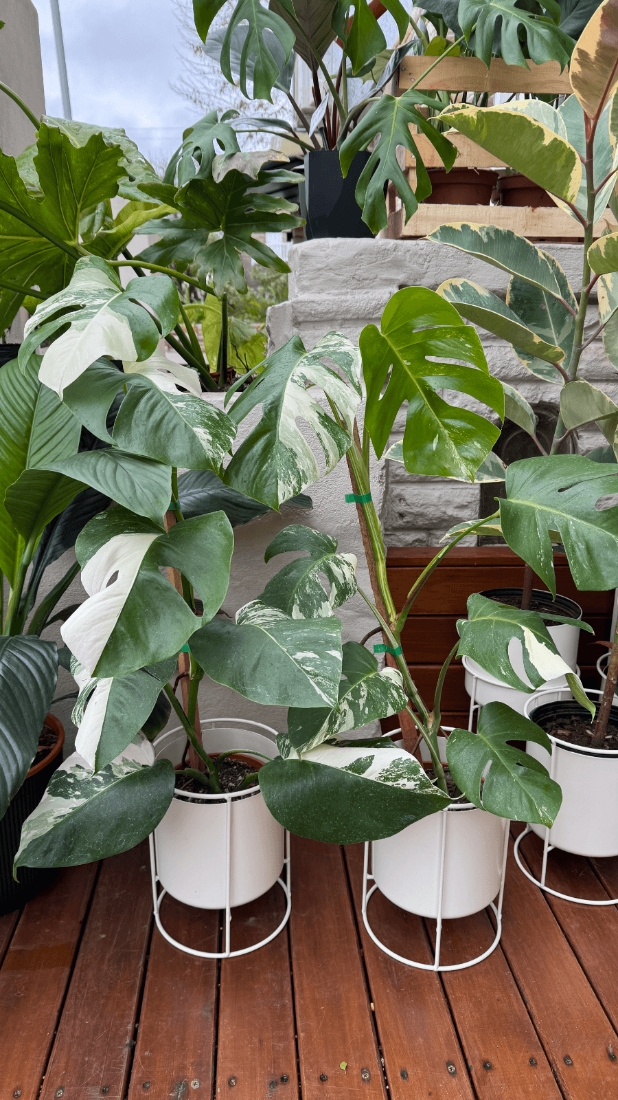Monstera Albovariegada XL