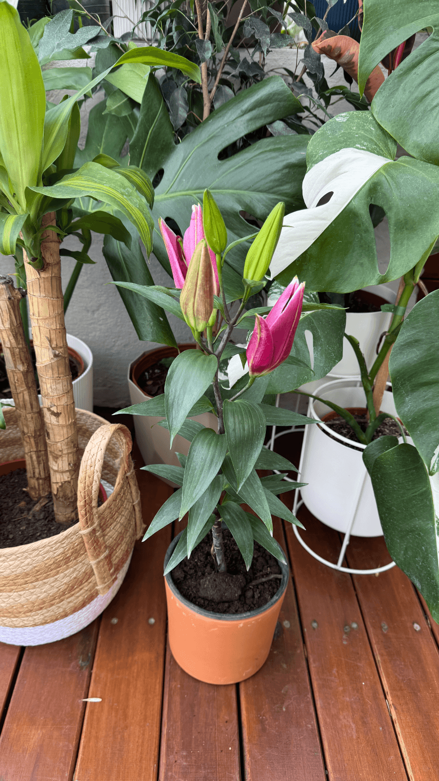 Lillium Perfumado M15
