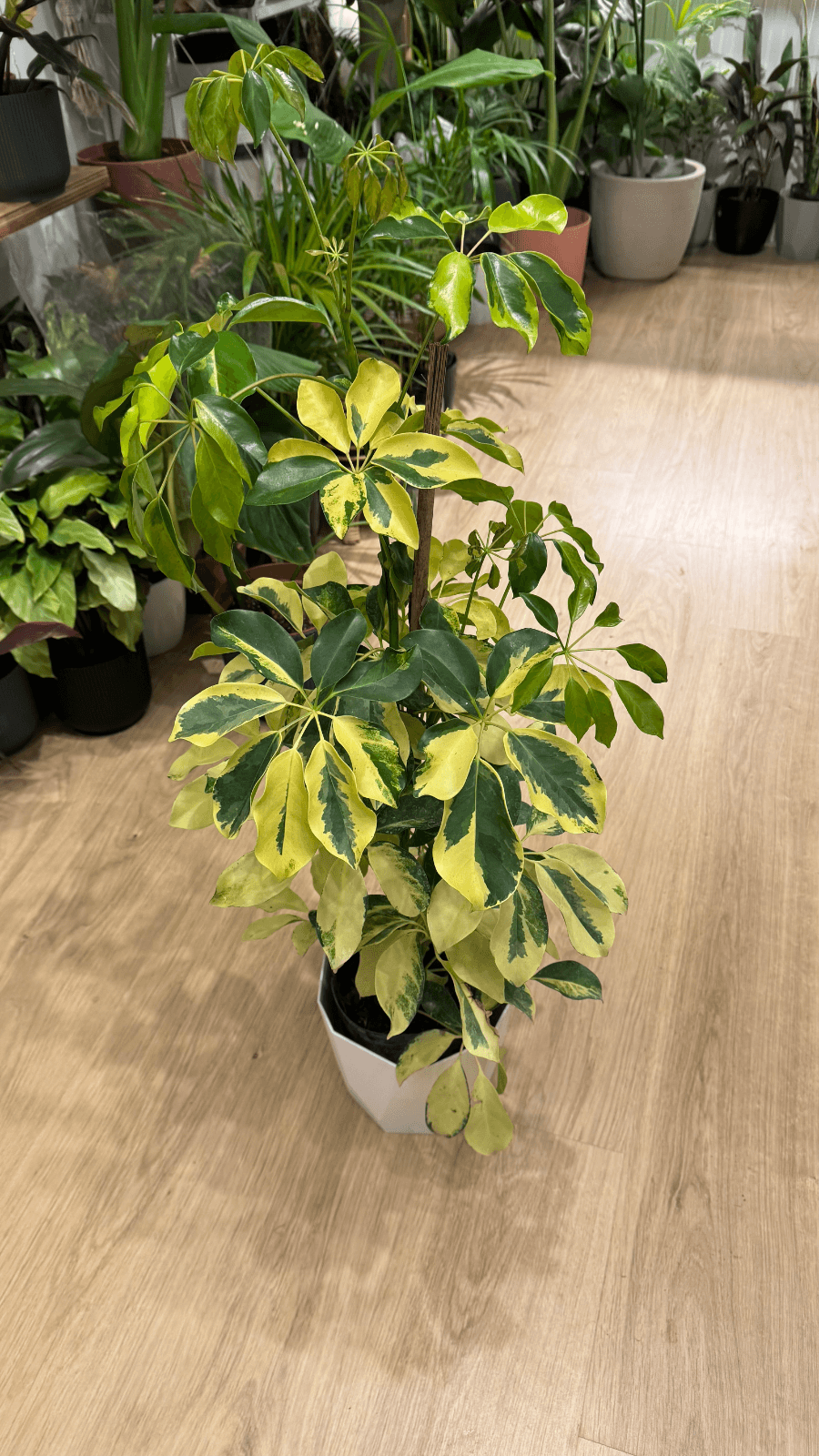 Aralia Schefflera 3 Lts