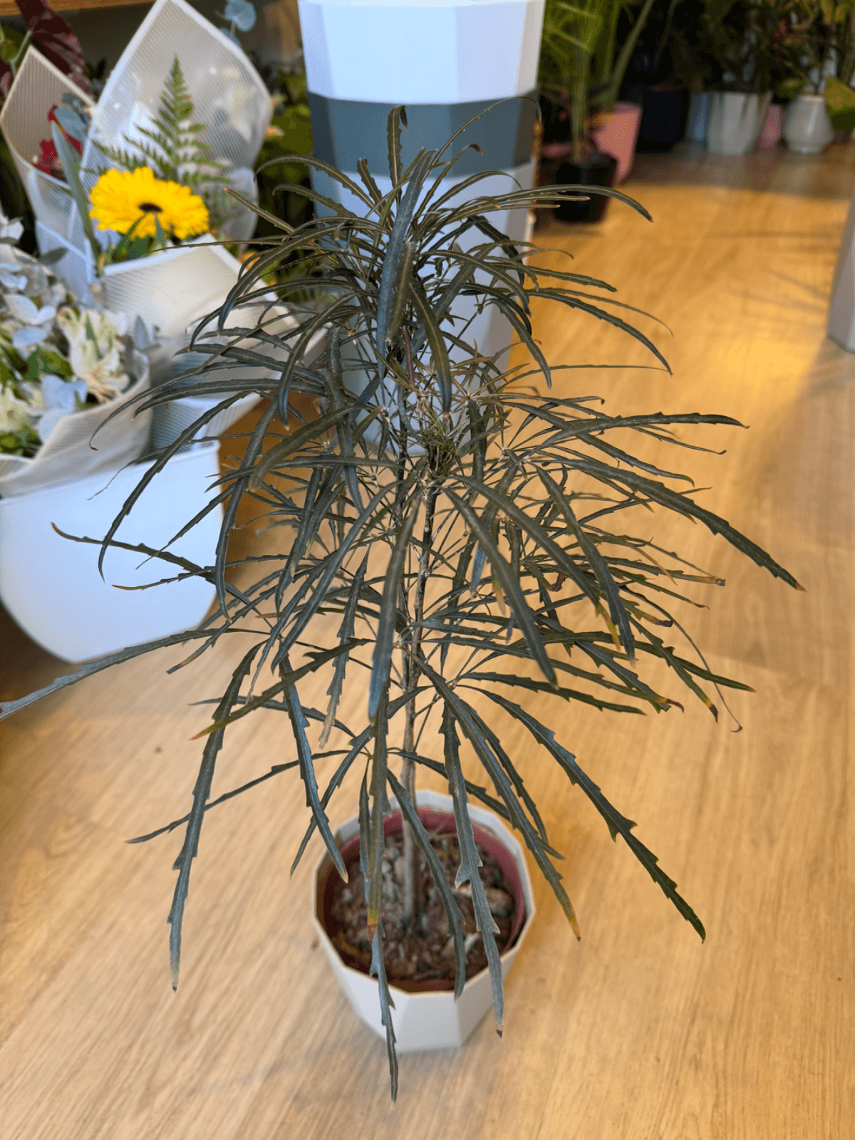 Aralia Elegantisima M17