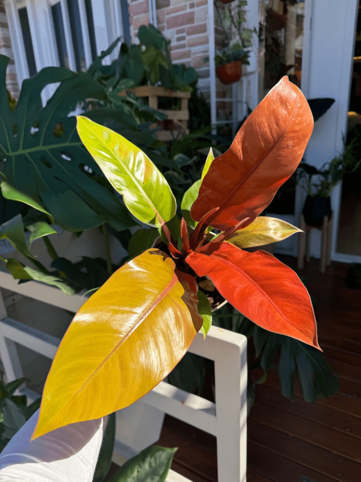PHILODENDRON PRINCE OF ORANGE